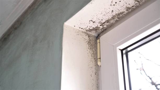 Best Best Mold Removal Companies  in Tsaile, AZ