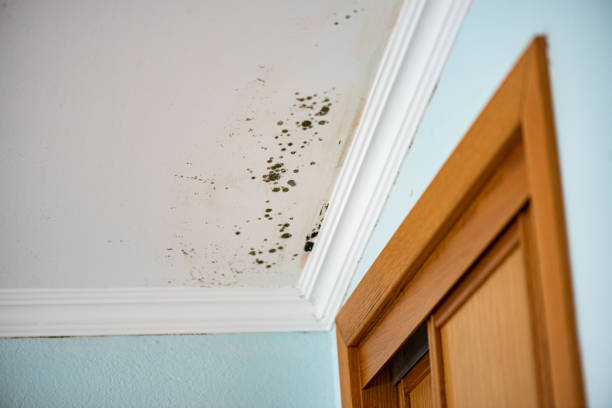 Best Attic Mold Removal  in Tsaile, AZ