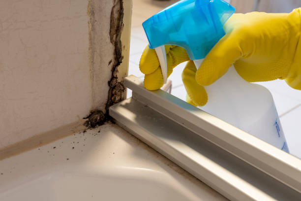 Best Mold Removal Company Near Me  in Tsaile, AZ