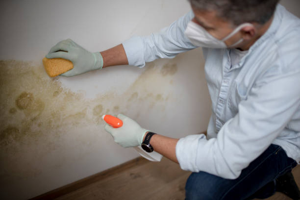 Best Black Mold Removal  in Tsaile, AZ