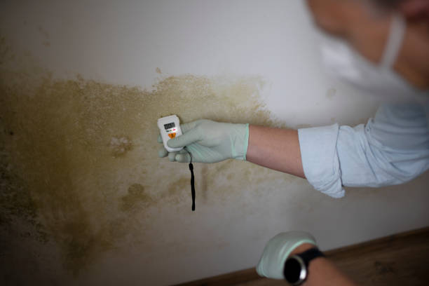 Best Mold Remediation Services  in Tsaile, AZ
