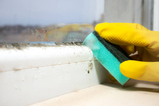 Best Crawl Space Mold Removal  in Tsaile, AZ