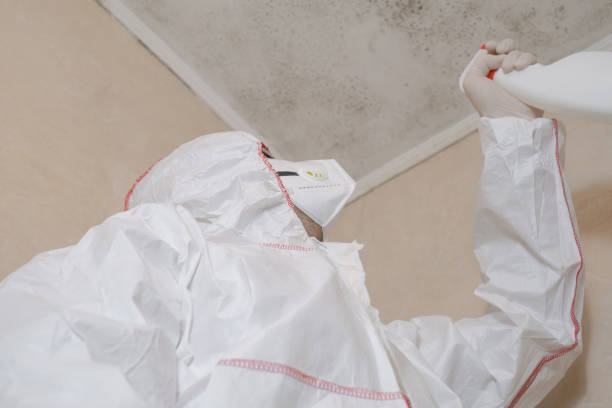 Best Mold Removal Near Me  in Tsaile, AZ