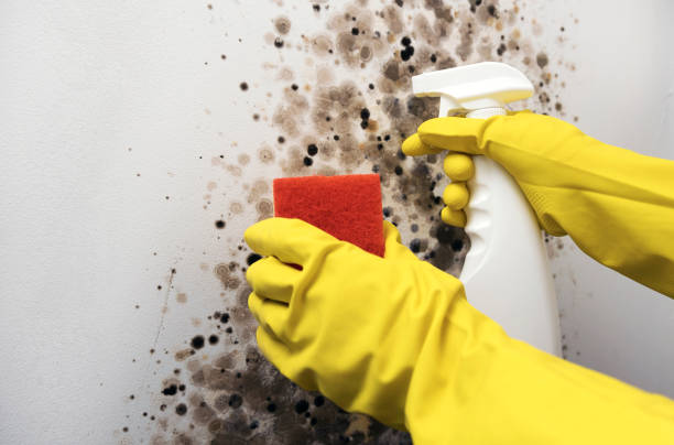 Best Mold Remediation  in Tsaile, AZ