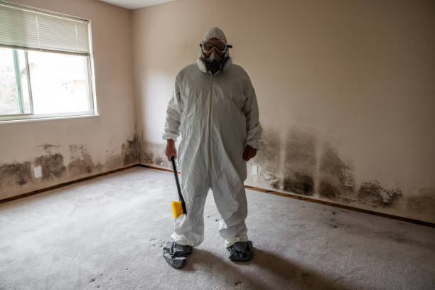 Best Same-Day Mold Removal  in Tsaile, AZ