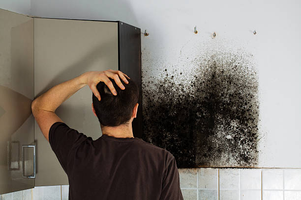 Best Office Mold Removal Services  in Tsaile, AZ