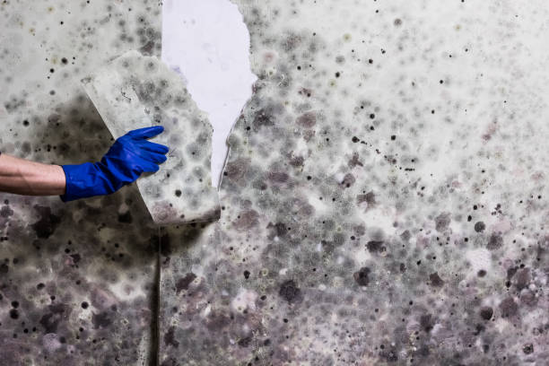Best Emergency Mold Removal  in Tsaile, AZ