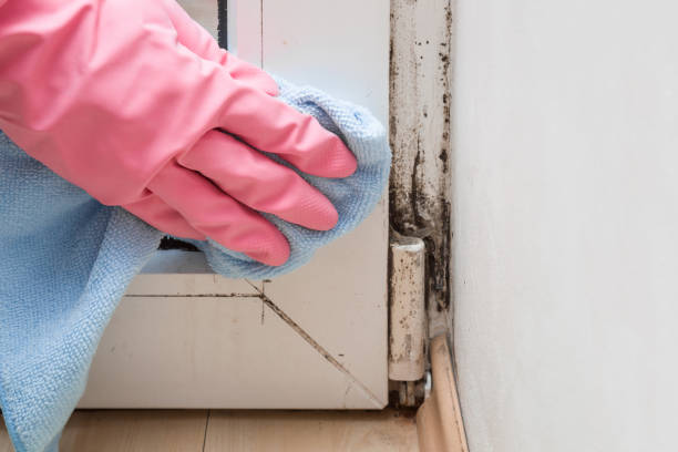 Best Toxic Mold Removal  in Tsaile, AZ